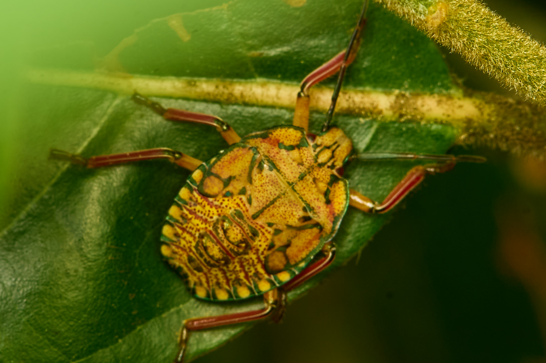 Premates Insects Insects | Pirate's Challenge – AKA